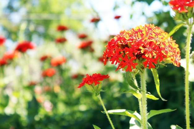 Foto bellissimo fiore rosso su sfondo verde sfocato