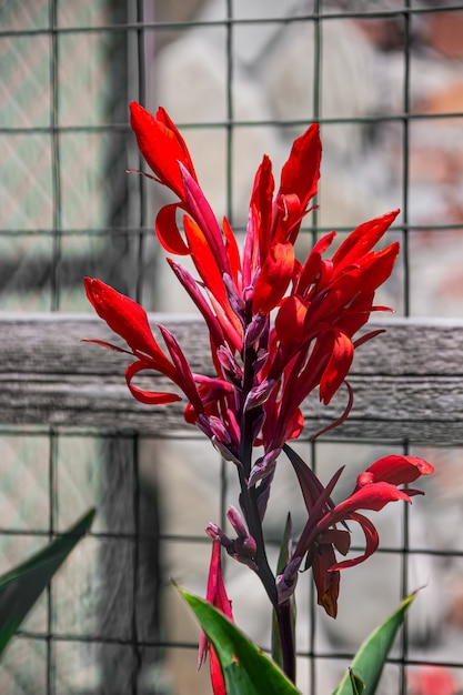 Красивый красный цветок растения канна с зелеными листьями. Фото крупным планом.