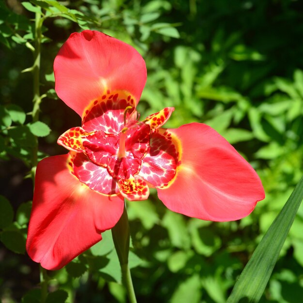 Beautiful red flower in the garden Tigridia on a grass background.