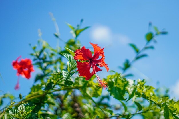 화창한 날에 아름다운 붉은 꽃 히비스커스 하와이 프리미엄 사진