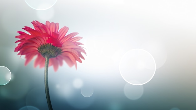 Beautiful red flower on a light background with bokeh effect