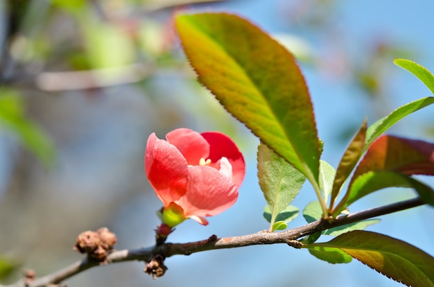 Beautiful red flower