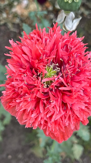 Photo beautiful red flower