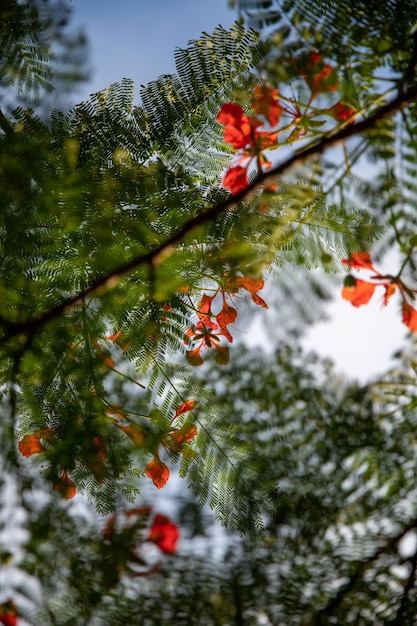 beautiful red flowers amidst green leaves and branches in sunny day blue sky