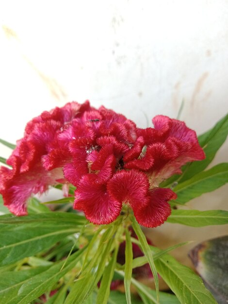 Beautiful red flowers bloom