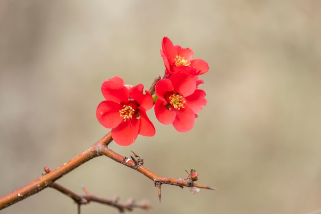 Beautiful red flowers of chaenomeles closeup of Japanese quince flowers pink buds of flowering plants in the Rosaceae family