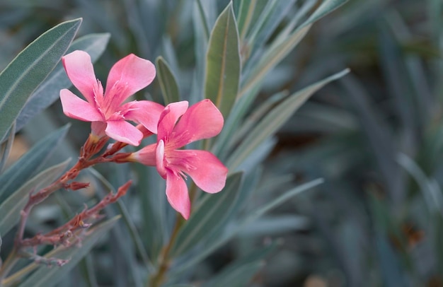 Beautiful red flowers close up