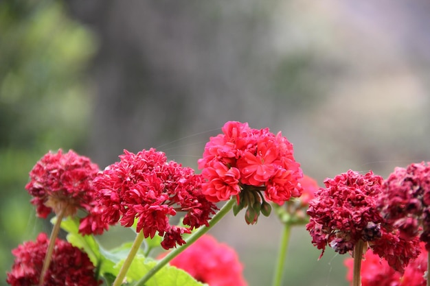 Bellissimi fiori rossi nel canyon del colca arequipa perù