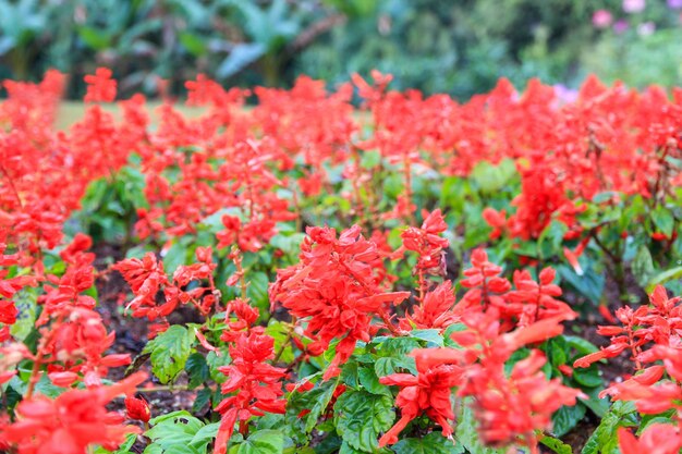 Foto bellissimi fiori rossi nel giardino obiettivo selettivo