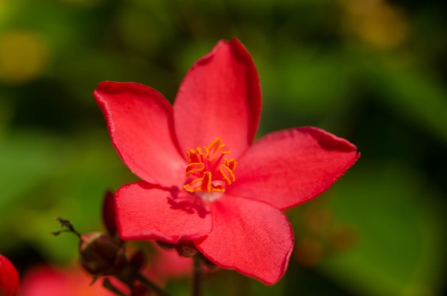 Красивые красные цветы на фоне природы Весеннее время