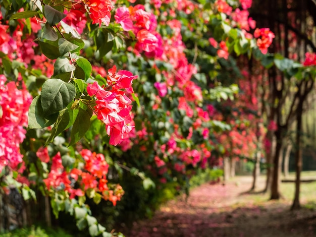 Beautiful red flowers in the park