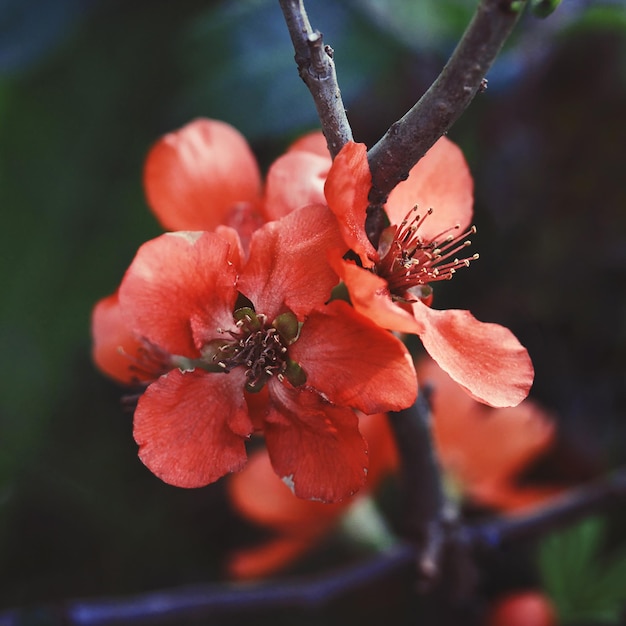 Beautiful red flowers quince