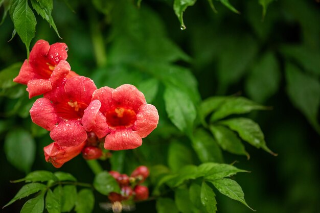 Chinese trumpet creeper stock photo. Image of green, motherly - 75980506