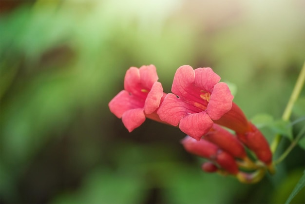 Beautiful red flowers of the trumpet vine or trumpet creeper Campsis radicans