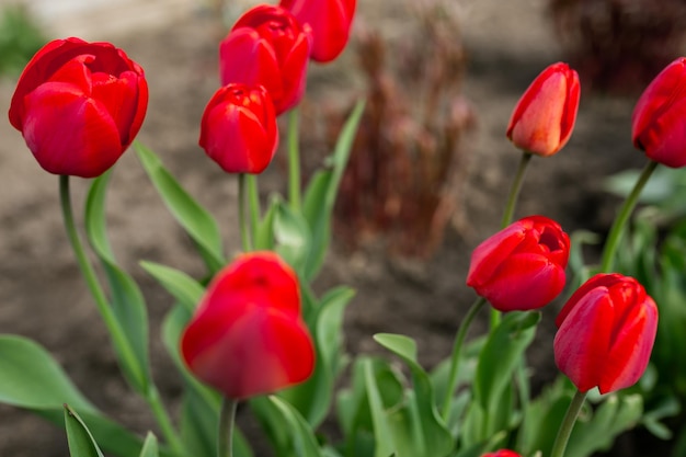 Beautiful red flowers tulips spring summer beauty nature