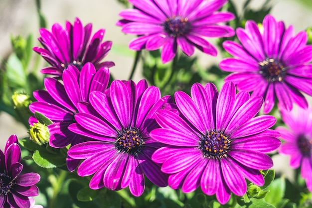 Beautiful red flowers