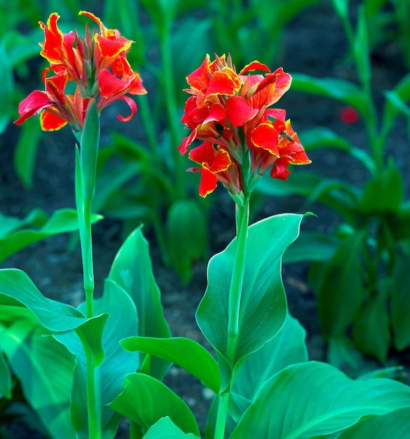 Beautiful red flowers