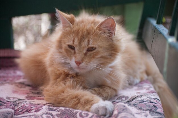 Il bellissimo gatto lanuginoso rosso si siede su una panchina