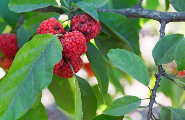 Beautiful red fruits of strawberry tree