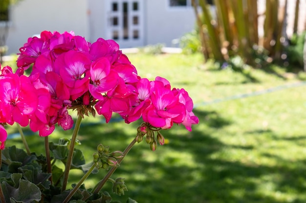 Beautiful red geranium flowers in a garden in a sunny day