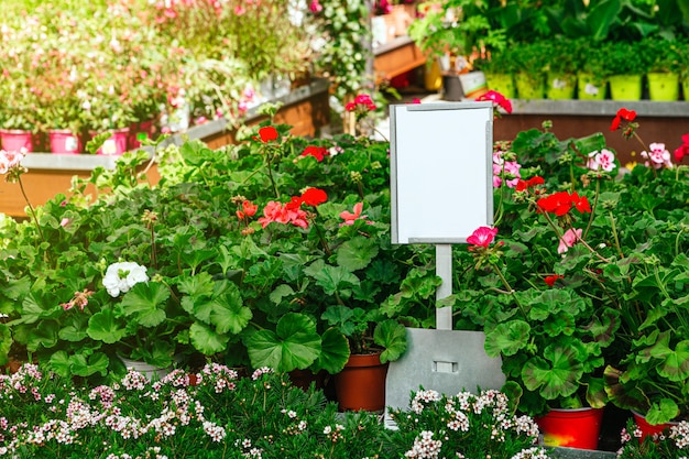 Foto bellissimi gerani rossi che fioriscono nel giardino durante la primavera con un cartello bianco per il mock up