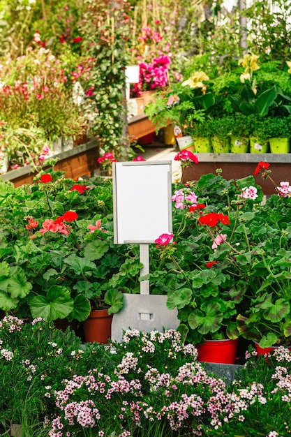 beautiful red geraniums blooming in the garden during spring with a blank sign for mock up