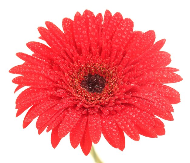 흰색 바탕에 아름 다운 빨간 gerbera