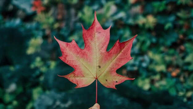 Beautiful red and green maple leaf on tree