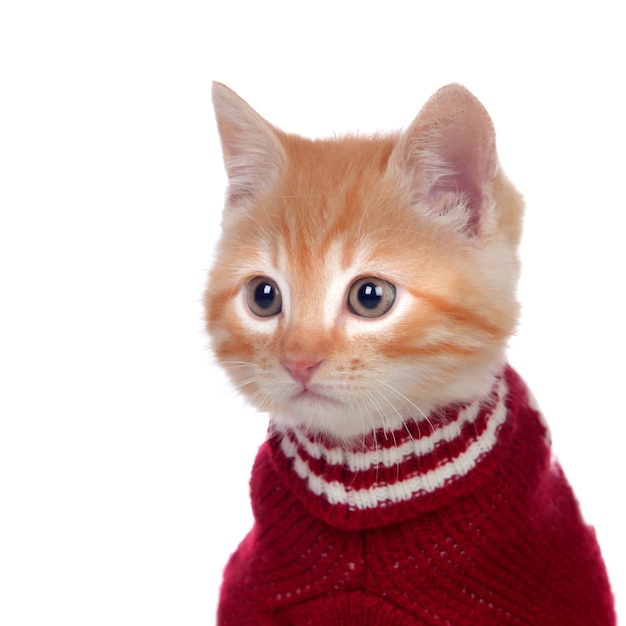 Beautiful red-haired kitten wearing a wool sweater