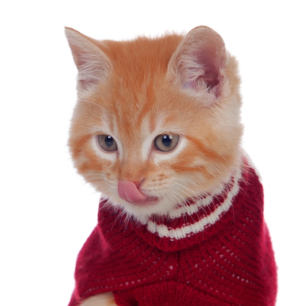Bellissimo gattino dai capelli rossi che indossa un maglione di lana