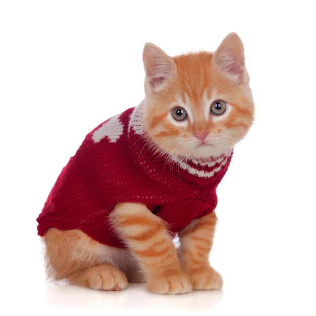 Beautiful red-haired kitten wearing a wool sweater 