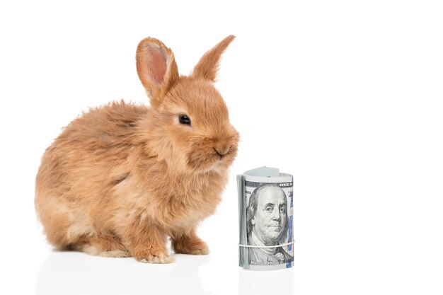 Красивый рыжий кролик и скрученные доллары, перевязанные резинкой, изолированные на белом фоне
