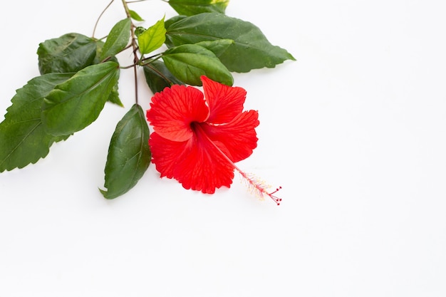 Beautiful red hibiscus flower in full bloom with leaves on white background.