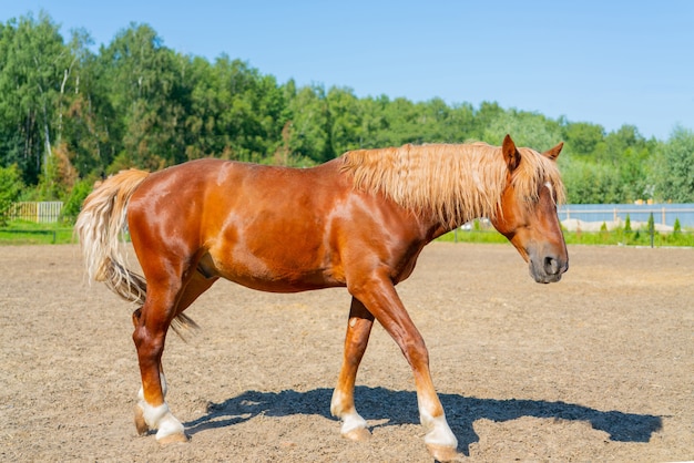 美しい赤い馬。馬の波状の太いたてがみ。