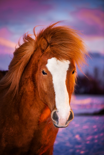 Bellissimo cavallo rosso con lunga criniera. ritratto di un cavallo islandese su uno sfondo tramonto.