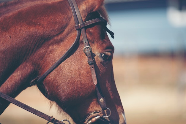 Beautiful red horse with long mane portrait