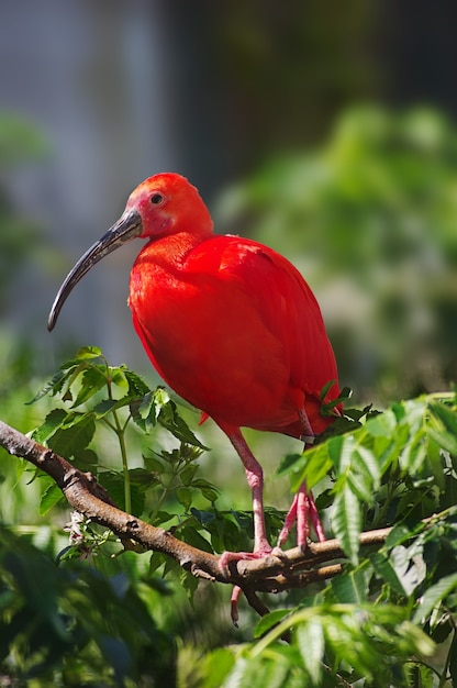 Beautiful red ibis bird on a branch