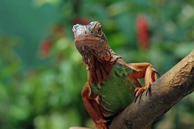 Beautiful red iguana closeup head on wood animal closeup