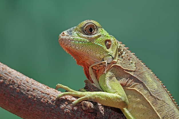 Beautiful red iguana closeup head on wood