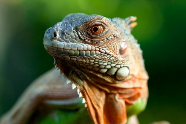 Beautiful red iguana