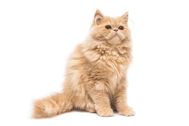 Beautiful red kitten isolated on white background. Persian cat.