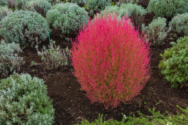 Beautiful of Red Kochia and cosmos bush