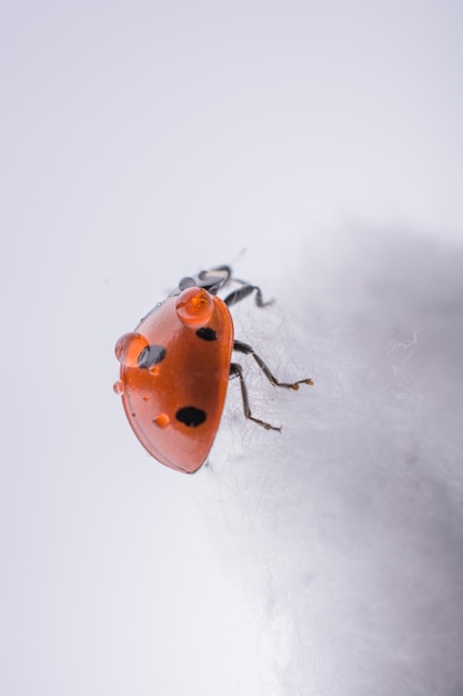 Beautiful red ladybug walking on cotton