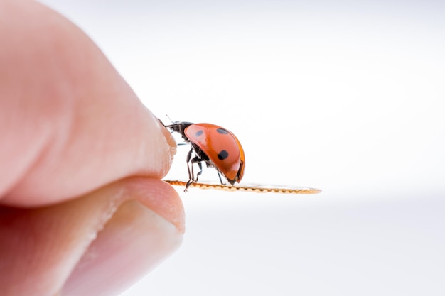 Beautiful red ladybug walking on a hand