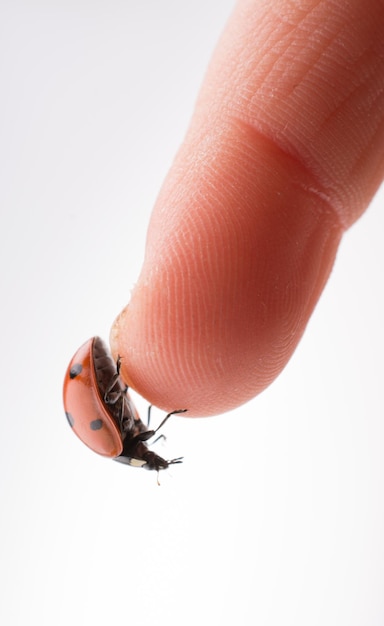 Beautiful red ladybug walking on a hand