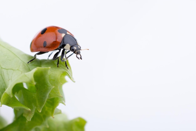 Beautiful red ladybug walking on lettuce