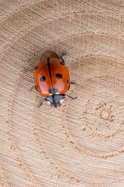 Beautiful red ladybug walking on a piece of wood