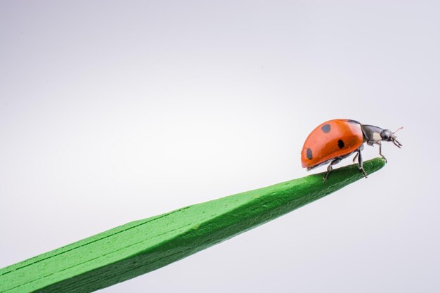 Beautiful red ladybug walking on a wooden stick