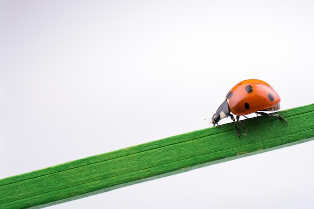 Beautiful red ladybug walking on a wooden stick