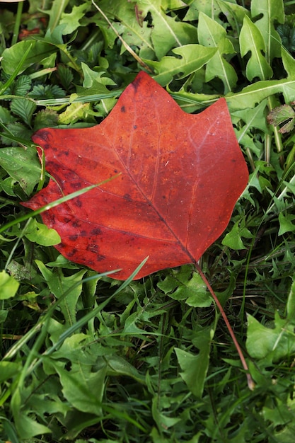 Foto bella foglia rossa sullo sfondo dell'erba